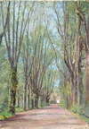 Allée bordée d'arbres