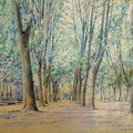 Allée d'arbres à La Ferté-Bernard 