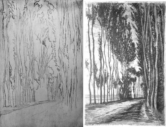 Allée bordée d'arbres