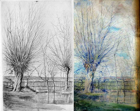 Arbre en tétard à l'Abbaye de l'Epau